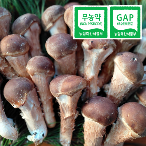 [학산해가득농장]<br>참송이버섯 중품, 상품 1kg 무농약, GAP