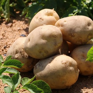 [전선규황토감자]<br>2025년 햇 황토 두백 감자 2.5kg/5kg/왕특