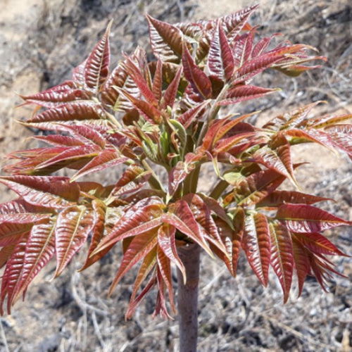 [만석이네농장]<br>참죽순(가죽나물)엄나무순 첫순 500g 4/13 순차발송